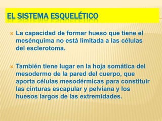 EL SISTEMA ESQUELÉTICO

   La capacidad de formar hueso que tiene el
    mesénquima no está limitada a las células
    del esclerotoma.

   También tiene lugar en la hoja somática del
    mesodermo de la pared del cuerpo, que
    aporta células mesodérmicas para constituir
    las cinturas escapular y pelviana y los
    huesos largos de las extremidades.
 