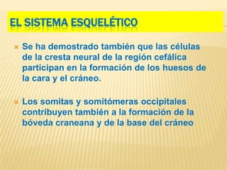 EL SISTEMA ESQUELÉTICO

   Se ha demostrado también que las células
    de la cresta neural de la región cefálica
    participan en la formación de los huesos de
    la cara y el cráneo.

   Los somitas y somitómeras occipitales
    contribuyen también a la formación de la
    bóveda craneana y de la base del cráneo
 