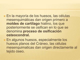  En la mayoría de los huesos, las células
  mesenquimáticas dan origen primero a
  moldes de cartílago hialino, los que
  posteriormente se osifican en lo que se
  denomina proceso de osificación
  osteocondral.
 En algunos huesos, especialmente los
  huesos planos del Cráneo, las células
  mesenquimaticas dan origen directamente al
  tejido óseo.
 