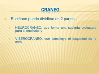 CRANEO
       El cráneo puede dividirse en 2 partes :

         NEUROCRANEO, que forma una cubierta protectora
          para el encéfalo, y

         VISEROCRANEO, que constituye el esqueleto de la
          cara.
 