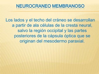 NEUROCRANEO MEMBRANOSO


Los lados y el techo del cráneo se desarrollan
   a partir de ala células de la cresta neural,
      salvo la región occipital y las partes
    posteriores de la cápsula óptica que se
       originan del mesodermo paraxial.
 