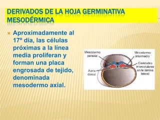 DERIVADOS DE LA HOJA GERMINATIVA
MESODÉRMICA
   Aproximadamente al
    17º día, las células
    próximas a la línea
    media proliferan y
    forman una placa
    engrosada de tejido,
    denominada
    mesodermo axial.
 