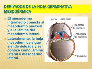 DERIVADOS DE LA HOJA GERMINATIVA
MESODÉRMICA
   El mesodermo
    intermedio conecta al
    mesodermo paraxial
    y a la lámina del
    mesodermo lateral.
   Lateralmente, la hoja
    mesodérmica sigue
    siendo delgada y se
    conoce como lámina
    lateral o mesodermo
    lateral.
 