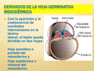 DERIVADOS DE LA HOJA GERMINATIVA
MESODÉRMICA
   Con la aparición y la
    coalescencia de
    cavidades
    intercelulares en la
    lámina
    lateral, el tejido queda
    dividido en dos hojas:

   Hoja somática o
    parietal del
    mesodermo y
   Hoja esplácnica o
    visceral del
    mesodermo.
 