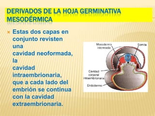 DERIVADOS DE LA HOJA GERMINATIVA
MESODÉRMICA
   Estas dos capas en
    conjunto revisten
    una
    cavidad neoformada,
    la
    cavidad
    intraembrionaria,
    que a cada lado del
    embrión se continua
    con la cavidad
    extraembrionaria.
 