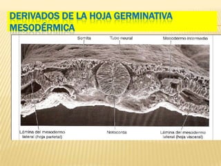 DERIVADOS DE LA HOJA GERMINATIVA
MESODÉRMICA
 