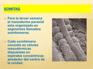 SOMITAS

   Para la tercer semana
    el mesodermo paraxial
    esta organizado en
    segmentos llamados
    somítomeros.

   Cada somitómero
    consiste en células
    mesodérmicas
    dispuestas en
    espirales concéntricas
    alrededor del centro de
    la unidad.
 