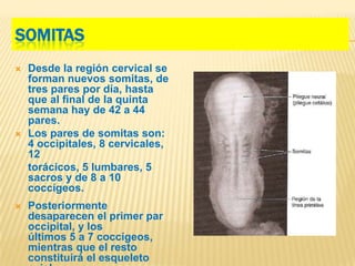 SOMITAS
   Desde la región cervical se
    forman nuevos somitas, de
    tres pares por día, hasta
    que al ﬁnal de la quinta
    semana hay de 42 a 44
    pares.
   Los pares de somitas son:
    4 occipitales, 8 cervicales,
    12
    torácicos, 5 lumbares, 5
    sacros y de 8 a 10
    coccígeos.
   Posteriormente
    desaparecen el primer par
    occipital, y los
    últimos 5 a 7 coccígeos,
    mientras que el resto
    constituirá el esqueleto
 