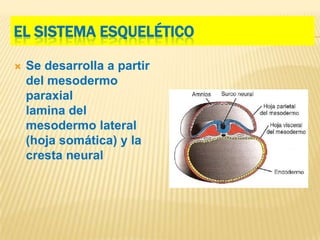 EL SISTEMA ESQUELÉTICO

   Se desarrolla a partir
    del mesodermo
    paraxial
    lamina del
    mesodermo lateral
    (hoja somática) y la
    cresta neural
 