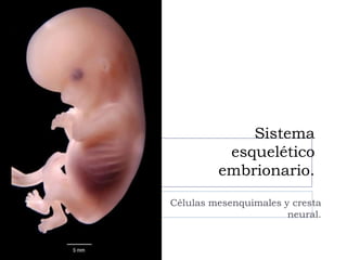 Sistema
          esquelético
         embrionario.
Células mesenquimales y cresta
                       neural.
 
