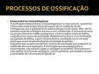  Endocondral ou Intracartilaginosa
A ossificação endocondral ou intracartilaginosa é a mais comum, caracteriza
a forma dos ossos longos.Ela se dá a partir de um molde de tecido
cartilaginoso, que é gradualmente substituído por tecido ósseo. Mas, não há
transformação de cartilagem em osso e sim substituição. O processo se inicia
na porção central do molde cartilaginoso, a futura região media da diáfise,
surgindo aí um centro de ossificação. Paralelamente ocorre uma ossificação
nas paredes da diáfise, a partir do pericôndrio, resultando assim um tubo
ósseo que cresce longitudinalmente em direção às epífises.
Enquanto isso, surgem nas epífises, centros de ossificação que produzem as
trabéculas dos osso esponjoso. A ossificação que se propaga para as
extremidades, não substitui todas a cartilagem aí existente. Permanece em
cada epífise uma faixa de cartilagem, o disco epifisário, que mantém no osso
a capacidade de crescimento longitudinal.
 