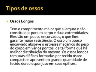  Ossos Longos
Tem o comprimento maior que a largura e são
constituídos por um corpo e duas extremidades.
Eles são um pouco encurvados, o que lhes
garante maior resistência. O osso um pouco
encurvado absorve o estresse mecânico do peso
do corpo em vários pontos, de tal forma que há
melhor distribuição do mesmo. Os ossos longos
tem suas diáfises formadas por tecido ósseo
compacto e apresentam grande quantidade de
tecido ósseo esponjoso em suas epífises.
 