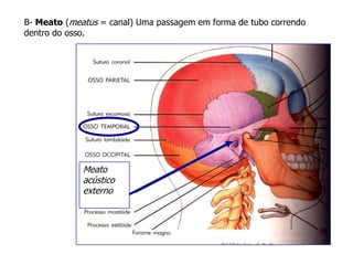 Meato
acústico
externo
B- Meato (meatus = canal) Uma passagem em forma de tubo correndo
dentro do osso.
 