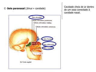 C- Seio paranasal (Sinus = cavidade)
Cavidade cheia de ar dentro
de um osso conectado à
cavidade nasal.
 