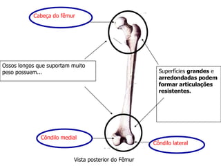 Ossos longos que suportam muito
peso possuem... Superfícies grandes e
arredondadas podem
formar articulações
resistentes.
Vista posterior do Fêmur
Côndilo medial
Côndilo lateral
Cabeça do fêmur
 