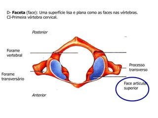 D- Faceta (face): Uma superfície lisa e plana como as faces nas vértebras.
CI-Primeira vértebra cervical.
Forame
vertebral
Forame
transversário
Processo
transverso
Face articular
superior
Posterior
Anterior
 