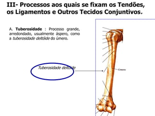 III- Processos aos quais se fixam os Tendões,
os Ligamentos e Outros Tecidos Conjuntivos.
A. Tuberosidade : Processo grande,
arredondado, usualmente áspero, como
a tuberosidade deltóide do úmero.
Tuberosidade deltóide
 