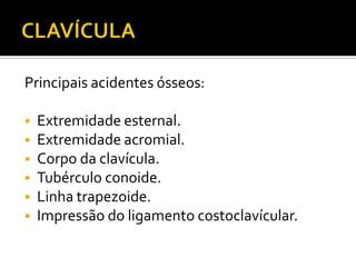 Principais acidentes ósseos:
 Extremidade esternal.
 Extremidade acromial.
 Corpo da clavícula.
 Tubérculo conoide.
 Linha trapezoide.
 Impressão do ligamento costoclavícular.
 