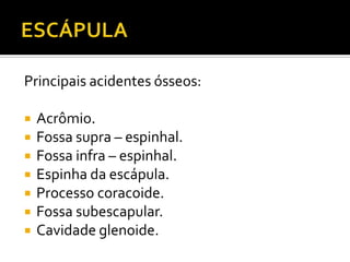 Principais acidentes ósseos:
 Acrômio.
 Fossa supra – espinhal.
 Fossa infra – espinhal.
 Espinha da escápula.
 Processo coracoide.
 Fossa subescapular.
 Cavidade glenoide.
 