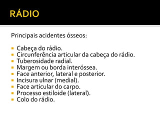 Principais acidentes ósseos:
 Cabeça do rádio.
 Circunferência articular da cabeça do rádio.
 Tuberosidade radial.
 Margem ou borda interóssea.
 Face anterior, lateral e posterior.
 Incisura ulnar (medial).
 Face articular do carpo.
 Processo estiloide (lateral).
 Colo do rádio.
 
