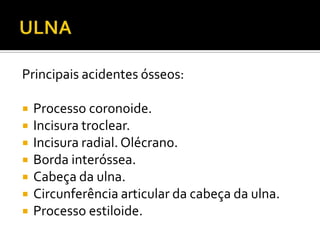 Principais acidentes ósseos:
 Processo coronoide.
 Incisura troclear.
 Incisura radial. Olécrano.
 Borda interóssea.
 Cabeça da ulna.
 Circunferência articular da cabeça da ulna.
 Processo estiloide.
 