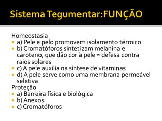 Homeostasia
 a) Pele e pelo promovem isolamento térmico
 b) Cromatóforos sintetizam melanina e
caroteno, que dão cor à pele = defesa contra
raios solares
 c) A pele auxilia na síntese de vitaminas
 d) A pele serve como uma membrana permeável
seletiva
Proteção
 a) Barreira física e biológica
 b) Anexos
 c) Cromatóforos
 