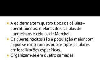 A epiderme tem quatro tipos de células –
queratinócitos, melanócitos, células de
Langerhans e células de Merckel.
 Os queratinócitos são a população maior com
a qual se misturam os outros tipos celulares
em localizações específicas.
 Organizam-se em quatro camadas.
 