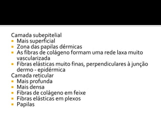 Camada subepitelial
 Mais superficial
 Zona das papilas dérmicas
 As fibras de colágeno formam uma rede laxa muito
vascularizada
 Fibras elásticas muito finas, perpendiculares à junção
dermo - epidérmica
Camada reticular
 Mais profunda
 Mais densa
 Fibras de colágeno em feixe
 Fibras elásticas em plexos
 Papilas
 