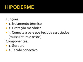 Funções:
 1. Isolamento térmico
 2. Proteção mecânica
 3. Conecta a pele aos tecidos associados
(musculatura e ossos)
Componentes:
 1. Gordura
 2.Tecido conectivo
 