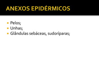  Pelos;
 Unhas;
 Glândulas sebáceas, sudoríparas;
 