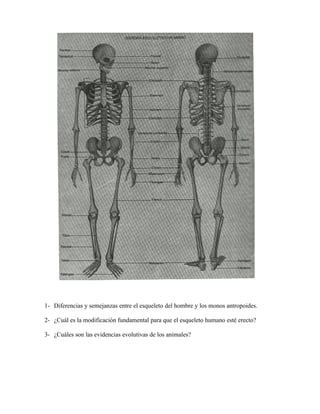 1- Diferencias y semejanzas entre el esqueleto del hombre y los monos antropoides.

2- ¿Cuál es la modificación fundamental para que el esqueleto humano esté erecto?

3- ¿Cuáles son las evidencias evolutivas de los animales?
 