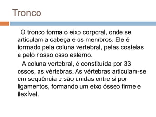 Tronco
O tronco forma o eixo corporal, onde se
articulam a cabeça e os membros. Ele é
formado pela coluna vertebral, pelas costelas
e pelo nosso osso esterno.
A coluna vertebral, é constituída por 33
ossos, as vértebras. As vértebras articulam-se
em sequência e são unidas entre si por
ligamentos, formando um eixo ósseo firme e
flexível.
 