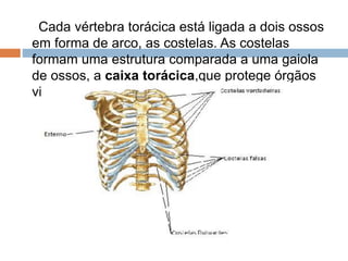 Cada vértebra torácica está ligada a dois ossos
em forma de arco, as costelas. As costelas
formam uma estrutura comparada a uma gaiola
de ossos, a caixa torácica,que protege órgãos
vitais.
 