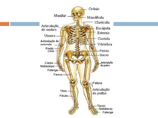 Sistema Esquelético 
