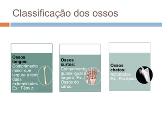 Classificação dos ossos
Ossos
longos:
Comprimento
maior que
largura e tem
duas
extremidades.
Ex.: Fêmur.
Ossos
curtos:
Comprimento
quase igual a
largura. Ex.:
Ossos do
carpo.
Ossos
chatos:
Achatados.
Ex.: Escápula.
 