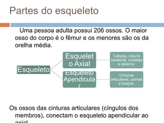 Partes do esqueleto
Uma pessoa adulta possui 206 ossos. O maior
osso do corpo é o fêmur e os menores são os da
orelha média.
Os ossos das cinturas articulares (cíngulos dos
membros), conectam o esqueleto apendicular ao
Esqueleto
Esquelet
o Axial
Cabeça, coluna
vertebral, costelas
e esterno.
Esqueleto
Apendicula
r
Cinturas
articulares, pernas
e braços.
 