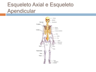 Esqueleto Axial e Esqueleto
Apendicular
 