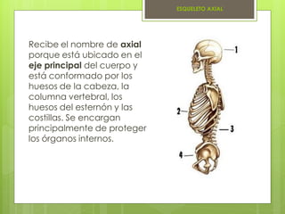 Sistema esqueletico | PDF