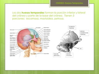 CRÁNEO: Huesos Temporales




Los dos huesos temporales forman la porción inferior y lateral
del cráneo y parte de la base...