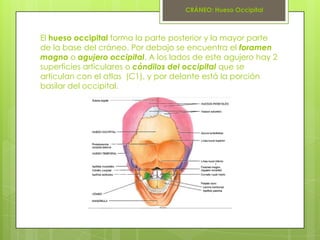CRÁNEO: Hueso Occipital



El hueso occipital forma la parte posterior y la mayor parte
de la base del cráneo. Por debajo ...
