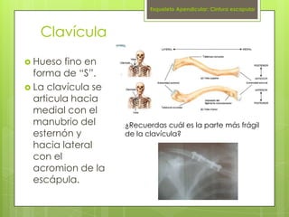 Esqueleto Apendicular: Cintura escapular



   Clavícula
 Hueso  fino en
  forma de “S”.
 La clavícula se
  articula hac...