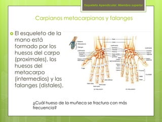 Esqueleto Apendicular: Miembro superior



          Carpianos metacarpianos y falanges

 El esqueleto de la
  mano está
...