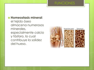 FUNCIONES


 Homeostasis   mineral:
 el tejido óseo
 almacena numerosos
 minerales,
 especialmente calcio
 y fósforo, lo ...
