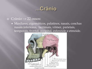    Crânio → 22 ossos:
       Maxilares, zigomáticos, palatinos, nasais, conchas
        nasais inferiores, lacrimais, vômer, parietais,
        temporais, frontal, occipital, esfenóide e etmóide.
 