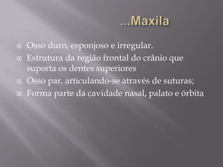    Osso duro, esponjoso e irregular.
   Estrutura da região frontal do crânio que
    suporta os dentes superiores
   Osso par, articulando-se através de suturas;
   Forma parte da cavidade nasal, palato e órbita
 