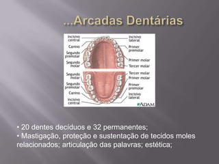 • 20 dentes decíduos e 32 permanentes;
• Mastigação, proteção e sustentação de tecidos moles
relacionados; articulação das palavras; estética;
 