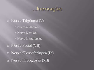    Nervo Trigêmeo (V)
       Nervo oftálmico,

       Nervo Maxilar,

       Nervo Mandibular.

   Nervo Facial (VII)

   Nervo Glossofaríngeo (IX)

   Nervo Hipoglosso (XII)
 