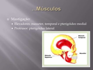    Mastigação:
       Elevadores: masseter, temporal e pterigóideo medial
       Protrusor: pterigóideo lateral
 