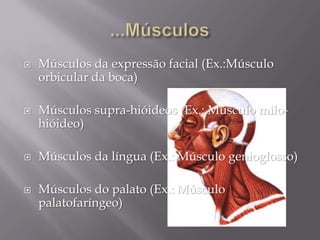    Músculos da expressão facial (Ex.:Músculo
    orbicular da boca)

   Músculos supra-hióideos (Ex.: Músculo milo-
    hióideo)

   Músculos da língua (Ex.: Músculo genioglosso)

   Músculos do palato (Ex.: Músculo
    palatofaríngeo)
 
