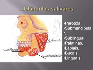 •Parótida,
•Submandibula
r,
•Sublingual,
•Palatinas,
•Labiais,
•Bucais,
•Linguais.
 